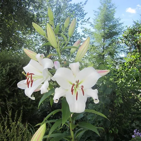 Au Calme En Ardenne בית אירוח