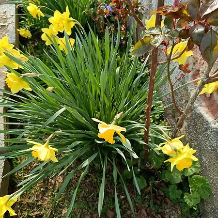 Au Calme En Ardenne 民宿 福维莱尔斯