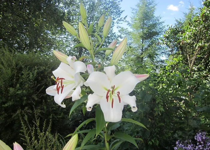 Au Calme En Ardenne בית אירוח
