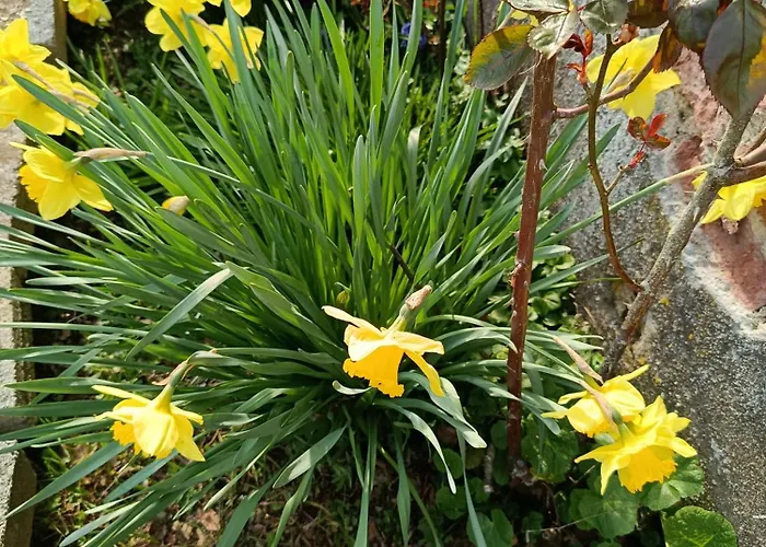 Au Calme En Ardenne בית אירוח פאובילרס